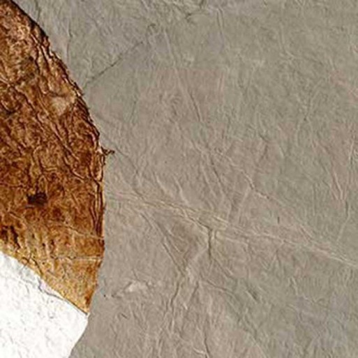 Papier peint une minitieuse exigence