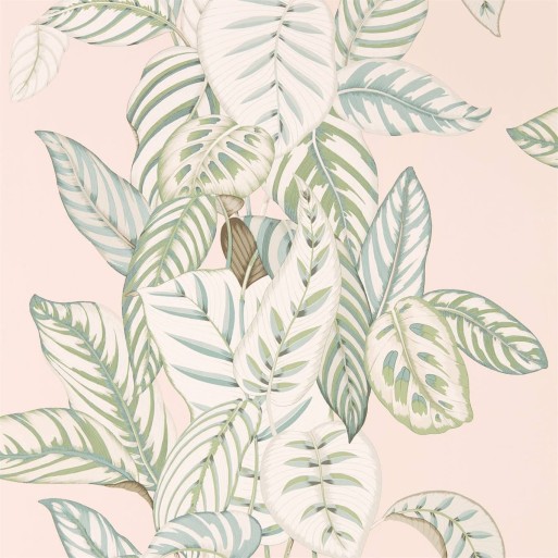 Calathea Orchid / Eucalyptus