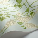 Wisteria