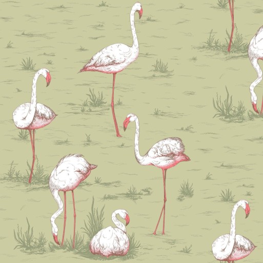 Flamingos