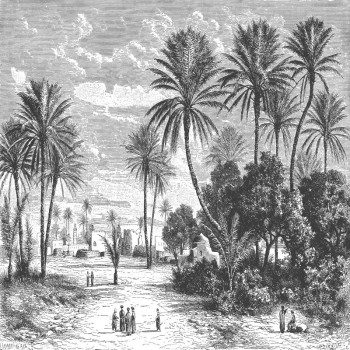 Oasis