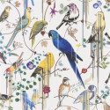 Birds Sinfonia Perce Neige