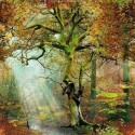 Sous bois forêt 3337-01