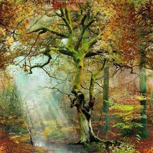 Sous bois forêt 3337-01