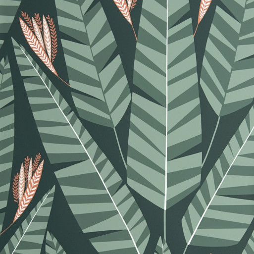 Jungle rainforest MISP1349