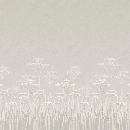 Achillea brume 0246ACBRUME