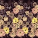 Le poème des fleurs 1107-01