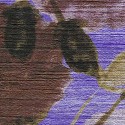 Les fleurs de la nuit VP 855 03