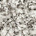 Cerisier Naturel 3321/01