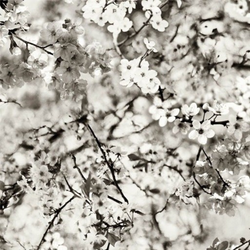 Cerisier Naturel 3321/01