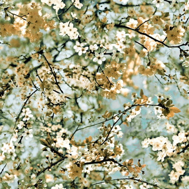 Cerisier Doré 3321/02