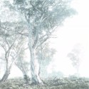 Magic trees R3-023