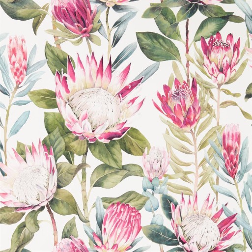 King Protea Rhodera / Cream 216646