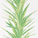 Yucca Botanical Green  216649