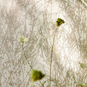 papier peint Meadow