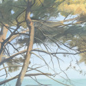 Entre les pins DOM5005