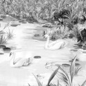 Les Marais des Aigrettes Noir & Blanc DOM5012